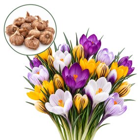 Crocus Mixed bloembollen (60 stuks)
