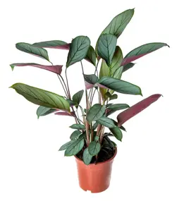 Ctenanthe, vanaf - afbeelding 2