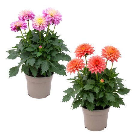 Dahlia