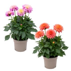 Dahlia