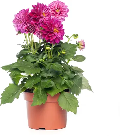 Dahlia in pot