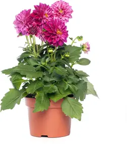 Dahlia in pot