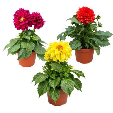 Dahlia's - afbeelding 1