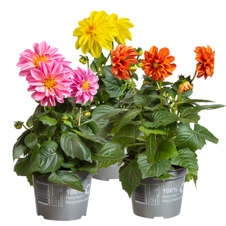 Dahlia's - afbeelding 1