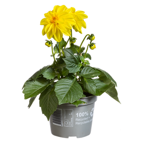 Dahlia's - afbeelding 2