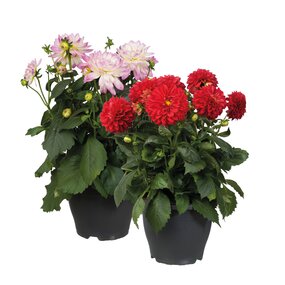 Dahlia xxl