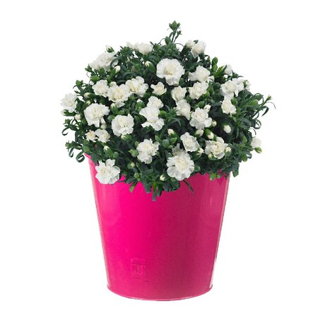 Dianthus div. kleuren - afbeelding 1