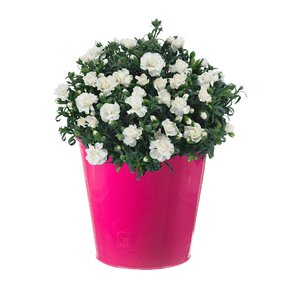 Dianthus div. kleuren - afbeelding 1