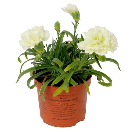 Dianthus div. kleuren - afbeelding 2