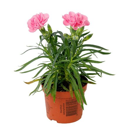 Dianthus div. kleuren - afbeelding 3