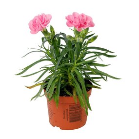 Dianthus div. kleuren - afbeelding 3