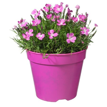 Dianthus div. kleuren - afbeelding 4