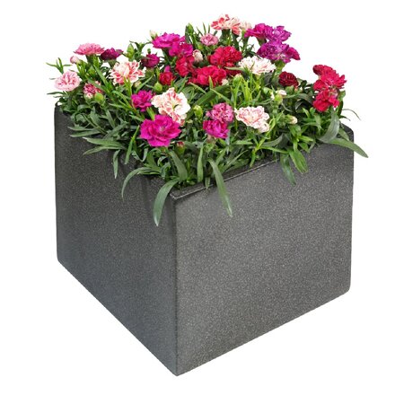 Dianthus div. kleuren - afbeelding 5