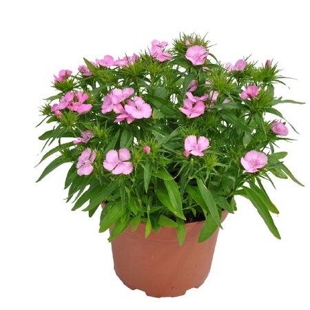 Dianthus div. kleuren - afbeelding 6