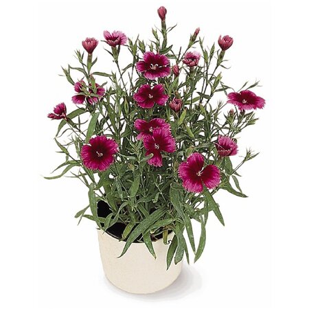 Dianthus div. kleuren - afbeelding 7