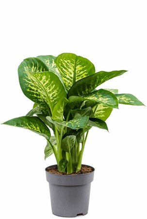 Dieffenbachia