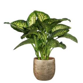 Dieffenbachia Maroba - afbeelding 2