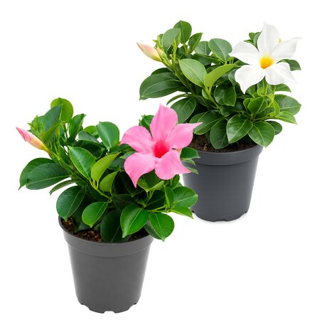 Dipladenia Sundaville