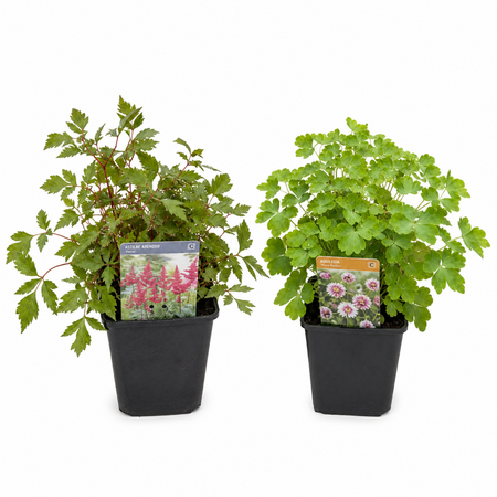 Div. vaste planten potmaat 9cm