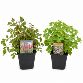 Div. vaste planten potmaat 9cm