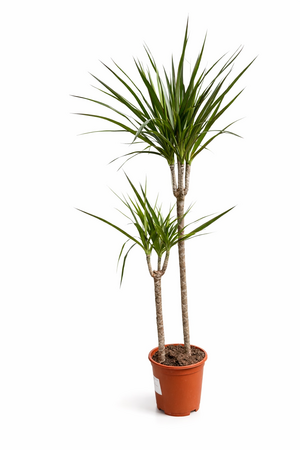 Dracaena