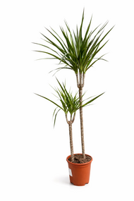 Dracaena