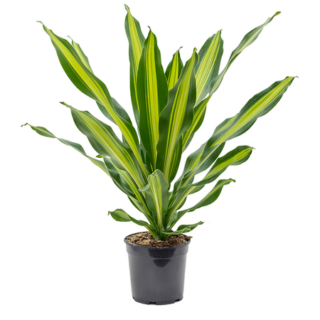 Dracaena Burely 