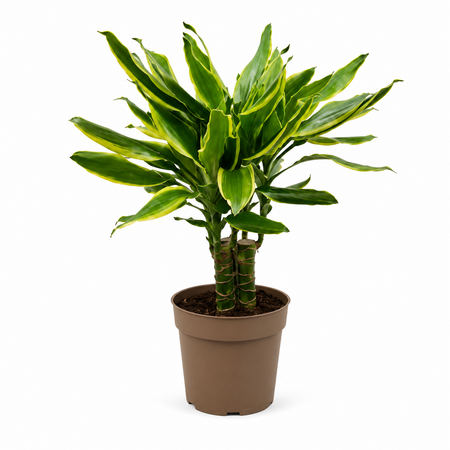 Dracaena Gold Coast