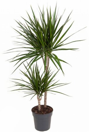 Dracaena Marginata