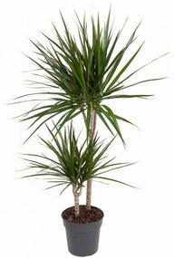 Dracaena Marginata