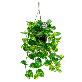 Epipremnum Aureum hang