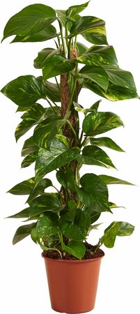 Epipremnum Aureum op mosstok