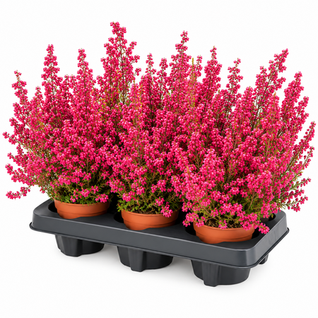 Erica Gracilis 6 st. per tray