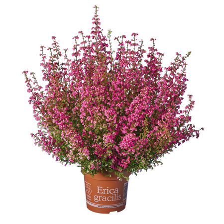 Erica Gracilis 'Dopheide'