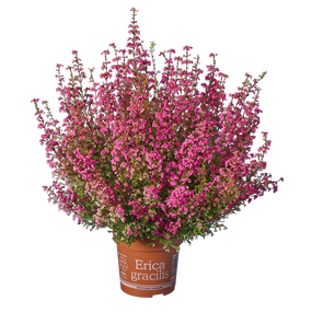 Erica Gracilis 'Dopheide'