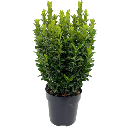 Euonymus 'Green Spire'