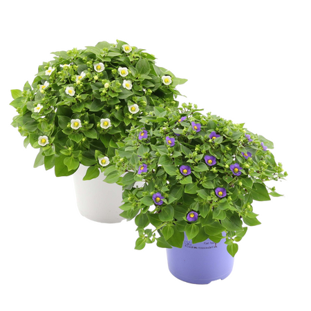 Exacum Affine