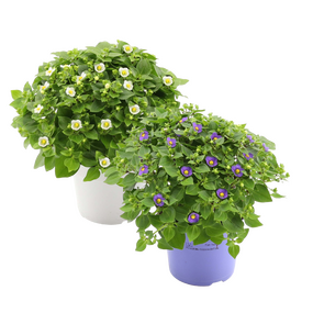 Exacum Affine