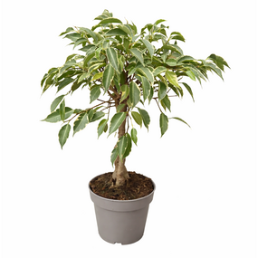 Ficus Benj ''Nina''