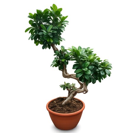 Ficus Bonsai S-type