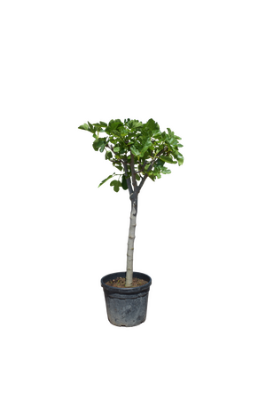 Vijgenboom - Ficus carica - 160cm