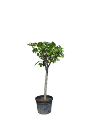 Vijgenboom - Ficus carica - 160cm