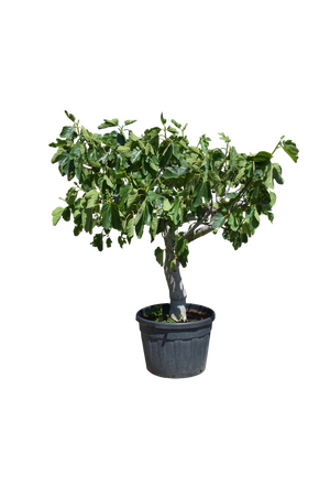 Vijgenboom - Ficus carica 200cm