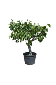 Vijgenboom - Ficus carica 200cm