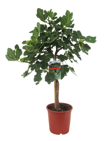 Ficus Carica 'vijgenboom',vanaf