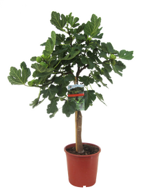 Ficus Carica 'vijgenboom',vanaf