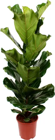 Ficus Lyrata 'Tabaksplant'