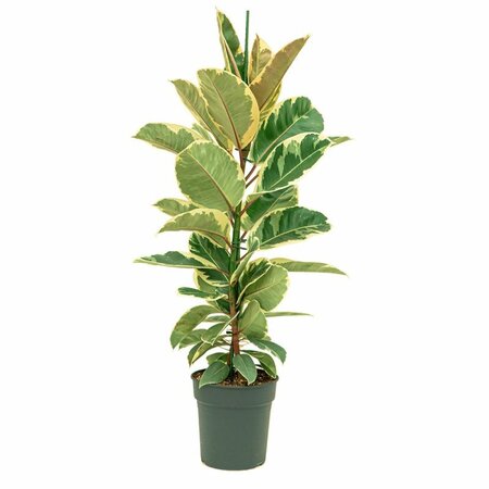 Ficus Tineke 130cm hoog