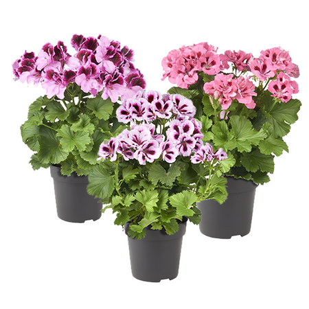 Franse Geraniums