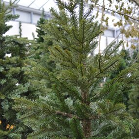 Frasier blauw 185cm - afbeelding 2